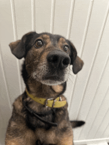 a brown and black dog with a yellow collar