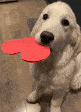 Dog Dogs GIF - Dog Dogs Valentinesday GIFs