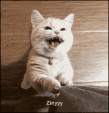 Zin Cat GIF - Zin Cat GIFs