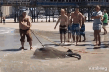 manta ray animal rescue beach helping viralhog