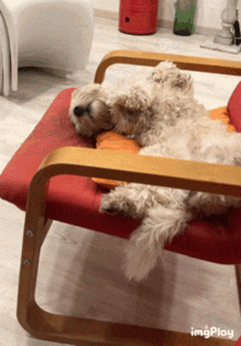 Dog Sleeping Cane Che Dorme GIF