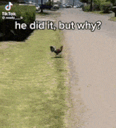 Chicken Why Did The Chicken Cross The Road GIF - Chicken Why Did The Chicken Cross The Road Finally GIFs