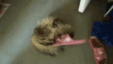 Anemone fisk vest Luscious Cats Stuck GIF - Cats Stuck Slippers - Discover & Share GIFs