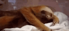 Bateu Aquela Preguicinha / Bicho Preguiça / Cama / Sono GIF - Sloth Yawn Laziness GIFs
