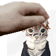 a person is petting a cat 's head with a towel .