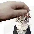 a person is petting a cat 's head with a towel .