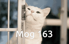 Mogcat 163 GIF - Mogcat Mog 163 GIFs