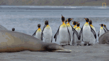 Go Away National Geographic GIF - Go Away National Geographic Penguins GIFs