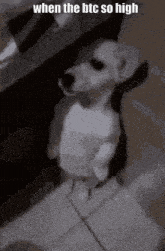 a small white dog is standing on a tiled floor with the caption when the btc so high
