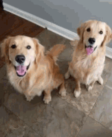Golden Retriever Dogs GIF - Golden Retriever Dogs Good Boys GIFs