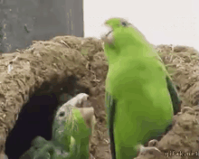 Parrots Headbanging GIF - Parrots Headbanging Getit GIFs