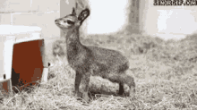 Animal Deer GIF - Animal Deer Fawn GIFs