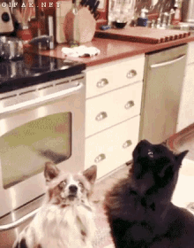 Good Friends GIF - Cat Dog Besfriends GIFs
