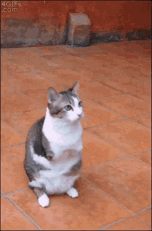 Cat No Legs GIF - Cat No Legs Jump GIFs