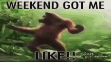 Monkey Weekend GIF