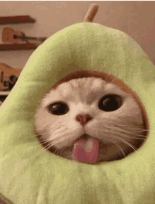 Avocado Cute GIF - Avocado Cute Cat GIFs