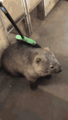 Wombat Cute GIF