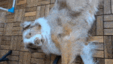a brown and white dog is laying on a wooden floor