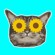 Canseidesergato Cat GIF