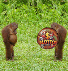 two orangutans are standing next to a sign that says lotto