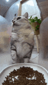 a cat is standing next to a bowl of food
