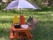 Squirrel Picnic GIF - Squirrel Picnic Eat GIFs
