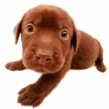 Dogs Puppy GIF - Dogs Puppy GIFs