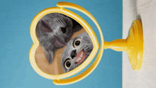 a yellow heart shaped mirror with a cat 's reflection