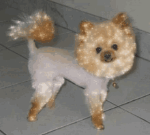 Pomeranian Haircut GIF - Pomeranian Haircut Sparkle GIFs
