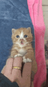 a small orange and white kitten is being held by a person 's hand .