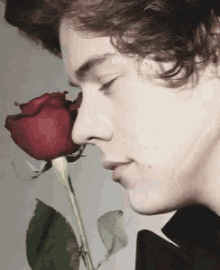 One Direction Rose GIF - One Direction Rose Harry Styles GIFs