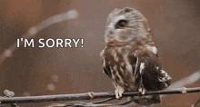 an owl sitting on a branch with the words " i 'm sorry " behind it