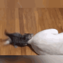 a kitten is playing with a white bird on the floor .