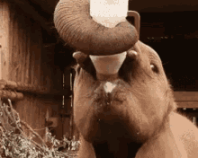 elephant drink milk cute
