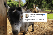 Goats Bitcoin GIF - Goats Bitcoin Mark Zuckerberg GIFs