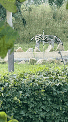 a zebra is standing in the grass near a rock wall