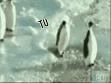 Pinguinos GIF - Pinguinos GIFs