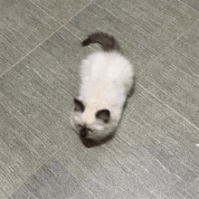 a white cat is laying on its back on a gray tiled floor .