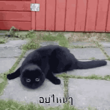 แมวดำ อยู่ไหน GIF - Black Cat Where Find GIFs