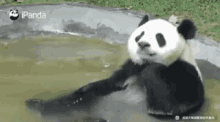 Panda Loving Water GIF - Panda Loving Water Pool GIFs