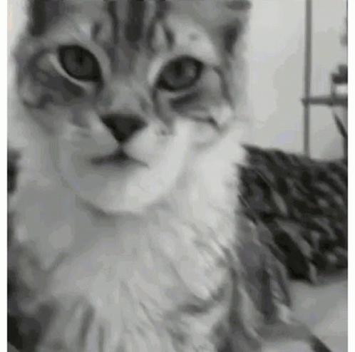 untitled.gif