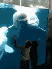 Funny Animals Dolphin GIF - Funny Animals Dolphin Shocked GIFs