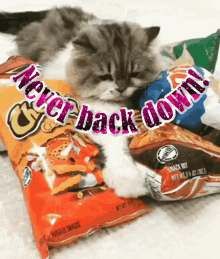 Never Back Down Cats GIF - Never Back Down Cats Funny Animals GIFs