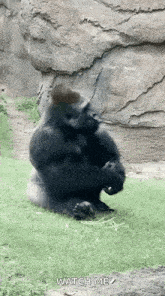 a gorilla is sitting on the grass near a rock .