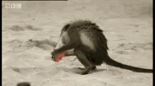 My Drink Now! GIF - Monkey Alcohol Stealing GIFs