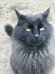 a close up of a black cat with yellow eyes looking at the camera