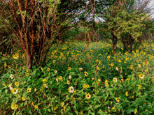 Sunflowers Country GIF