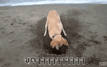 ขุด ขุดหลุม ขุดดิน หมา GIF - Dig Out Digging Out Dog GIFs