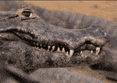 a close up of a crocodile 's mouth with its teeth visible