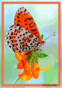 Butterfly Happy GIF